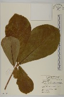 藏品(欖仁)的圖片