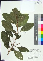 藏品(紅頭李欖)的圖片