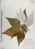 藏品(蘭嶼水絲麻)的圖片