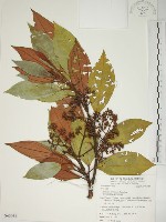 藏品(大野牡丹)的圖片