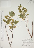 藏品(南嶺蕘花)的圖片