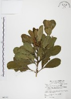 藏品(假三腳虌)的圖片