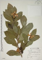 藏品(山黃梔)的圖片