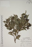 藏品(賽赤楠)的圖片