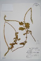 藏品(印度牛膝、土牛藤)的圖片