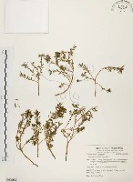 藏品(毛馬齒莧)的圖片