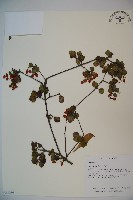 藏品(小葉莢迷)的圖片