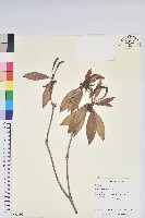 藏品(西施花、青紫木)的圖片