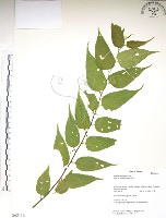 藏品(銳葉山黃麻)的圖片