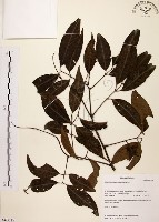 藏品(黃杞)的圖片