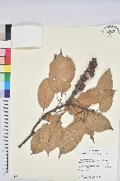 藏品(嶺南柯)的圖片