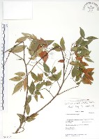 藏品(櫸、雞油)的圖片