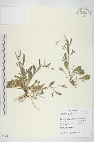 藏品(玉山筷子芥)的圖片