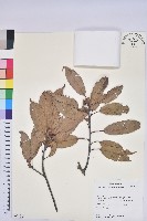 藏品(赤柯、赤椆、森氏櫟)的圖片