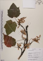 藏品(臺灣紅榨槭)的圖片