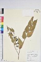 藏品(白果白珠)的圖片