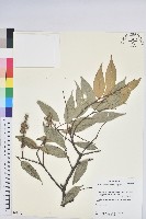 藏品(長尾栲、長尾柯、長尾尖葉櫧)的圖片