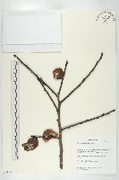 藏品(山柿, 山豆柿)的圖片