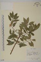 藏品(厚葉衛矛, 源一木)的圖片