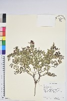 藏品(高山白珠樹)的圖片