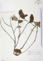 藏品(杜鵑桑寄生)的圖片