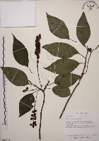 藏品(阿里山五味子)的圖片