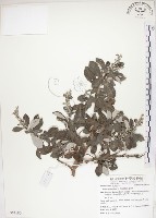 藏品(海埔姜)的圖片