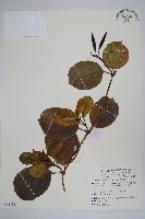 藏品(爬森藤)的圖片