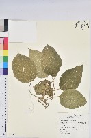 藏品(紅頭鐵莧、蘭嶼鐵莧)的圖片