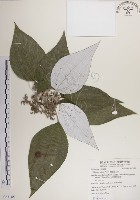 藏品(蘭嶼水絲麻)的圖片