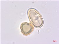 藏品(日本前胡)的圖片