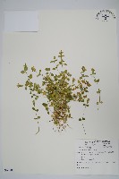 藏品(爵床)的圖片