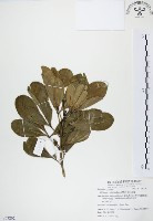 藏品(假三腳虌)的圖片