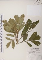 藏品(蘭嶼樹蘭)的圖片