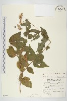 藏品(田代氏澤蘭)的圖片