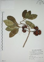 藏品(蘭嶼馬蹄花)的圖片