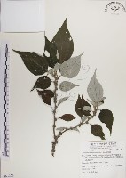 藏品(落尾麻)的圖片