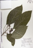 藏品(青脆枝)的圖片