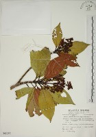 藏品(大野牡丹)的圖片