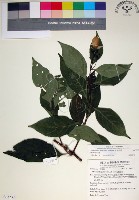 藏品(玉葉金花)的圖片