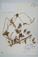 藏品(假川牛膝)的圖片