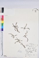 藏品(田代氏大戟)的圖片