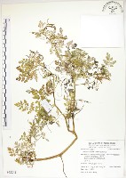藏品(臺灣黃菫)的圖片