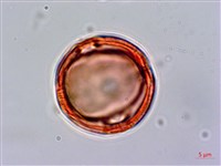 藏品(百金)的圖片