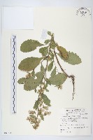 藏品(生毛將軍)的圖片