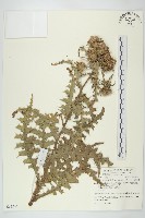 藏品(白花小薊)的圖片