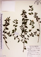 藏品(恆春金午時花)的圖片