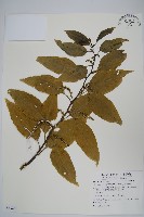 藏品(多子漿果莧)的圖片