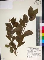 藏品(苦林盤)的圖片