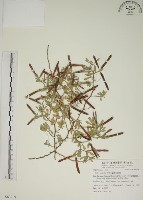 藏品(蘭嶼百脈根)的圖片